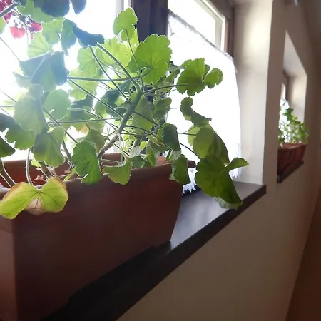 Konsky Dvor 3* Brzotín